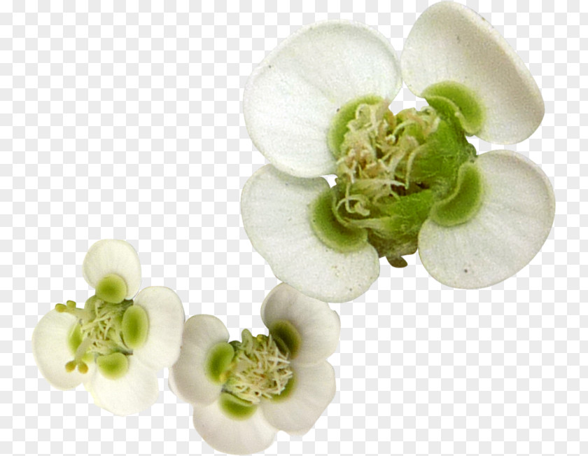 Flower White Petal PNG