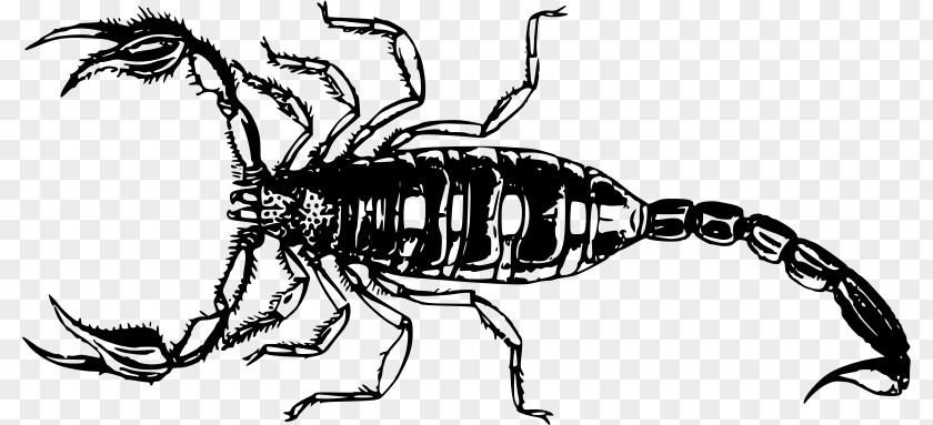 Scorpion Clip Art PNG