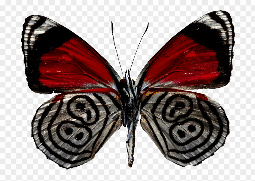 Butterfly Stock Photography Depositphotos Clip Art PNG