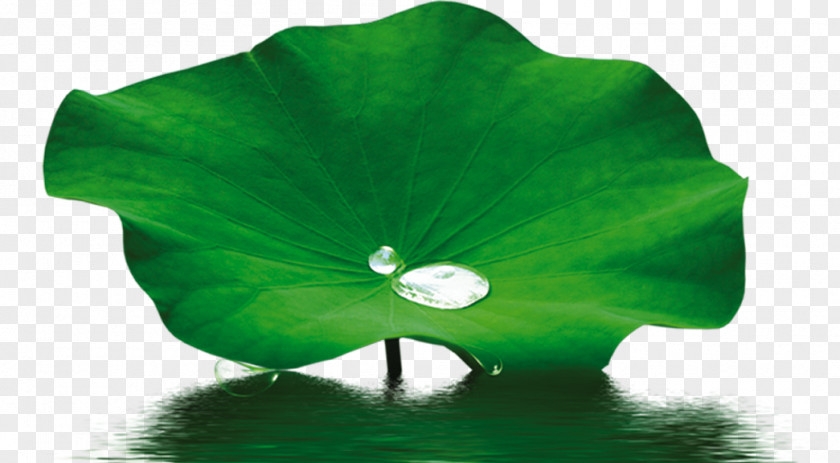 Water Droplets Lotus Leaf Petal Nelumbo Nucifera Effect PNG