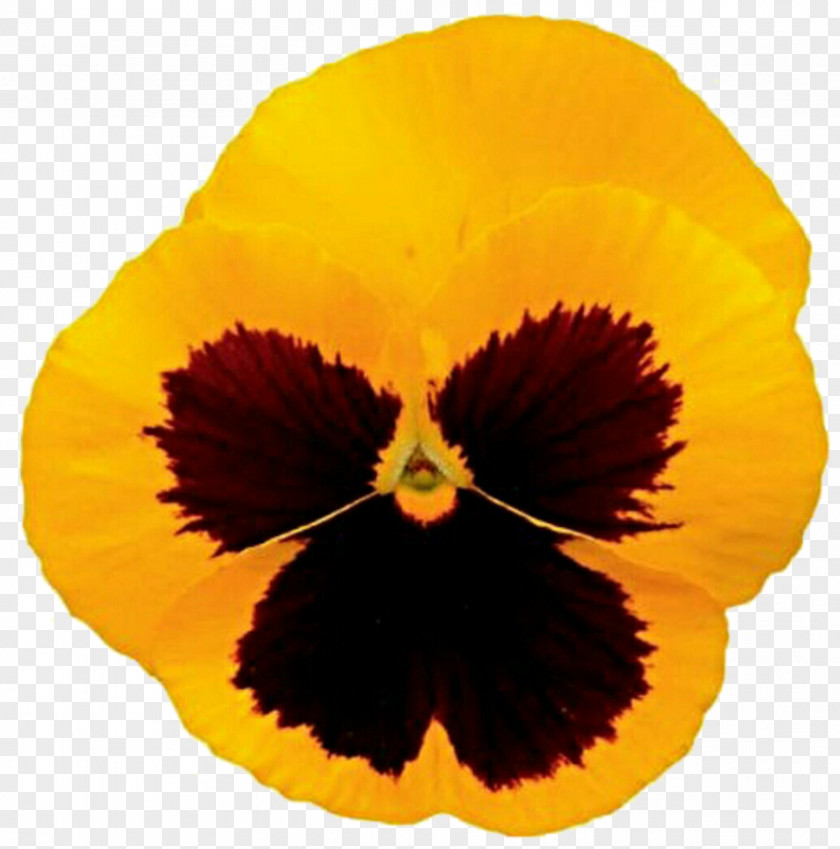 Daylily Flower Pansy PNG