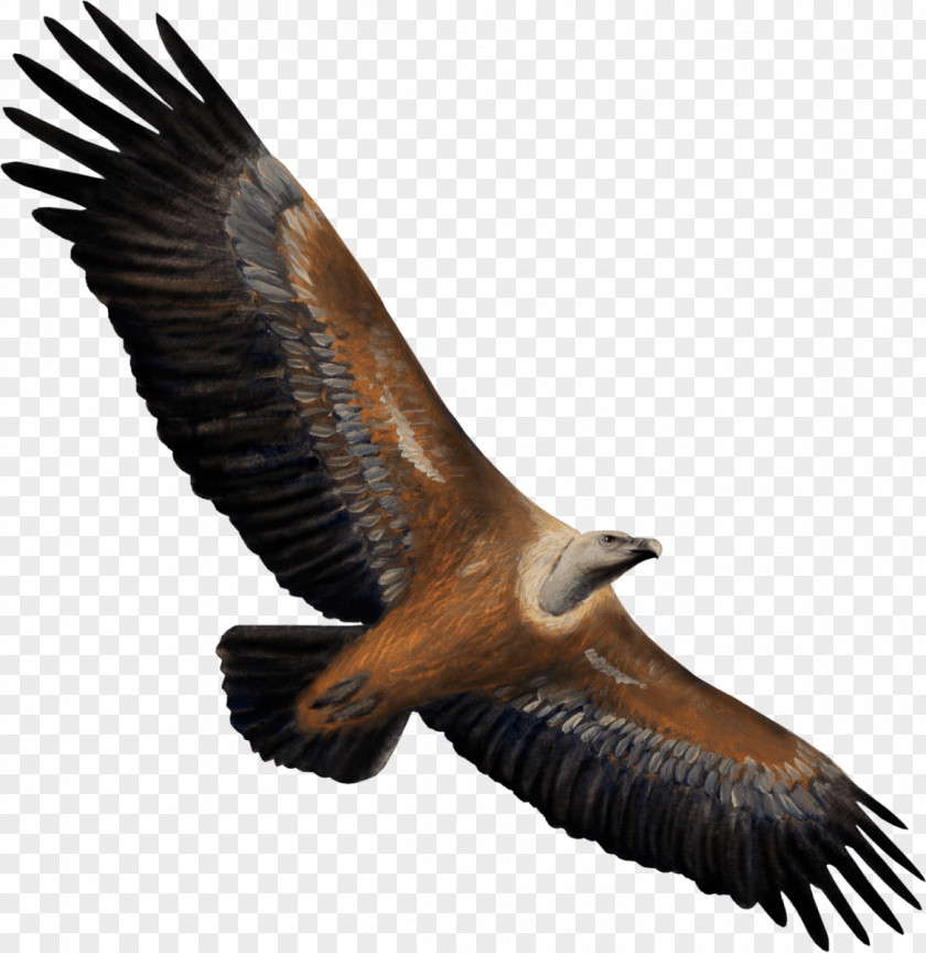 Eagle Vulture Bird Of Prey Hawk PNG