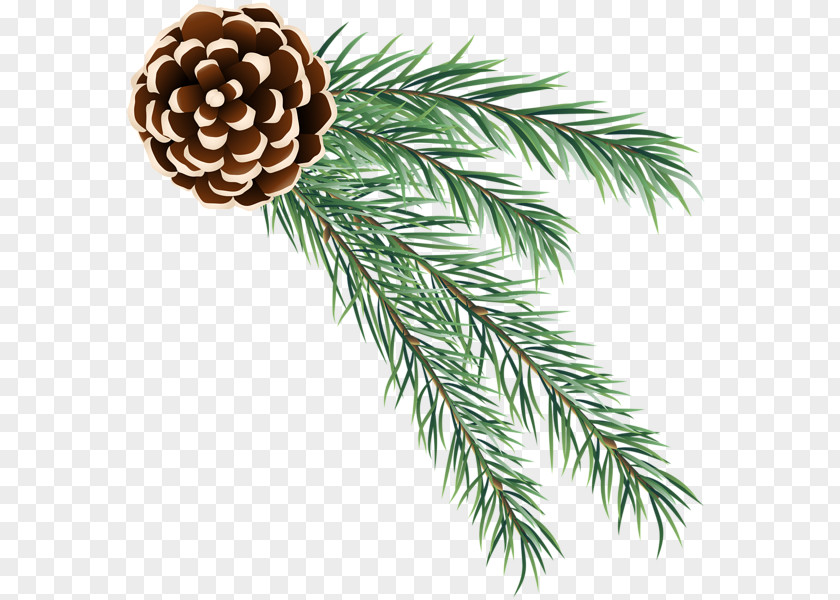 Fir Pine Clip Art PNG