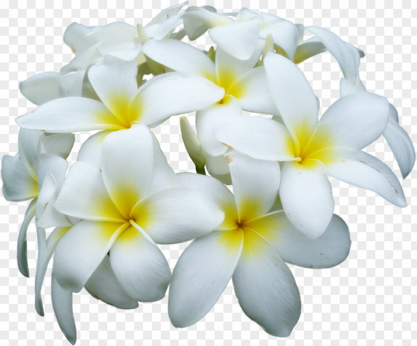 Frangipani Flower Clip Art PNG