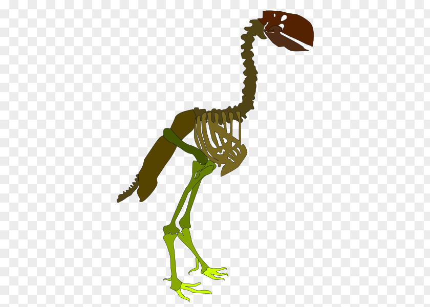 Gastornis Parisiensis Skeleton Velociraptor La Tostadora T-shirt Rib PNG