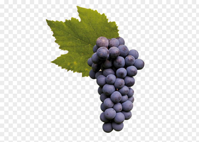 Grape Sultana Asti DOCG Moscato D'Asti PNG