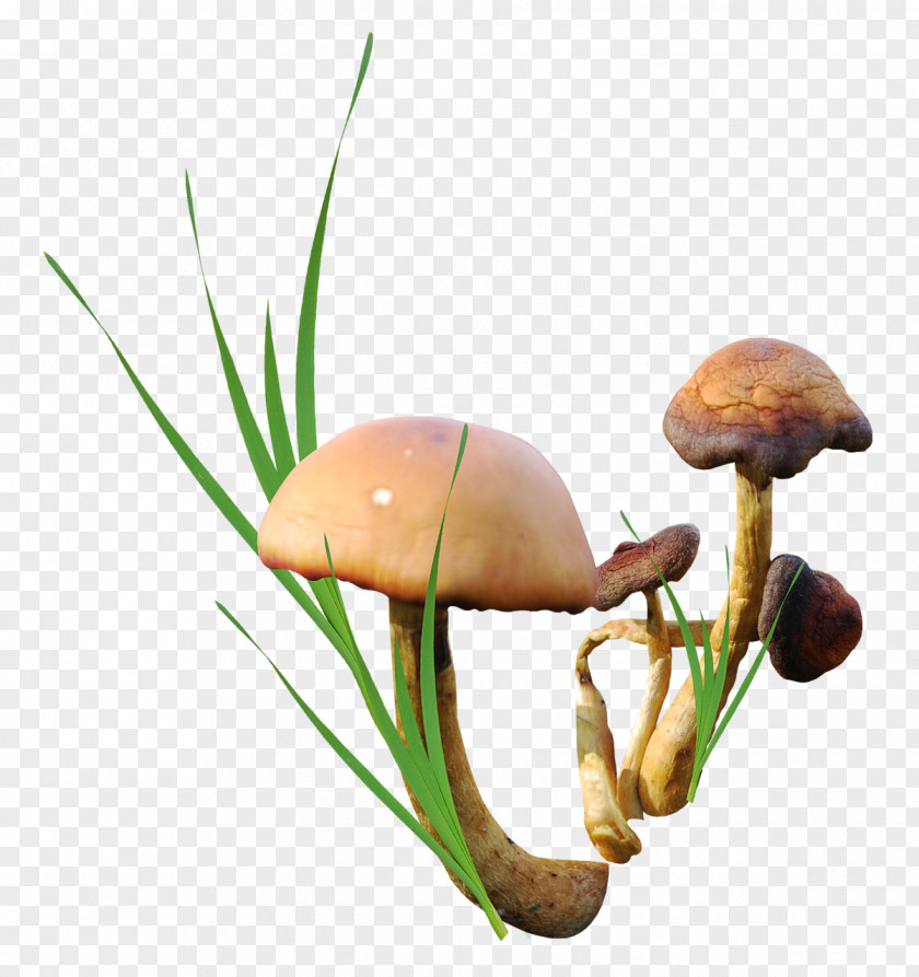 Mushroom Edible Download PNG