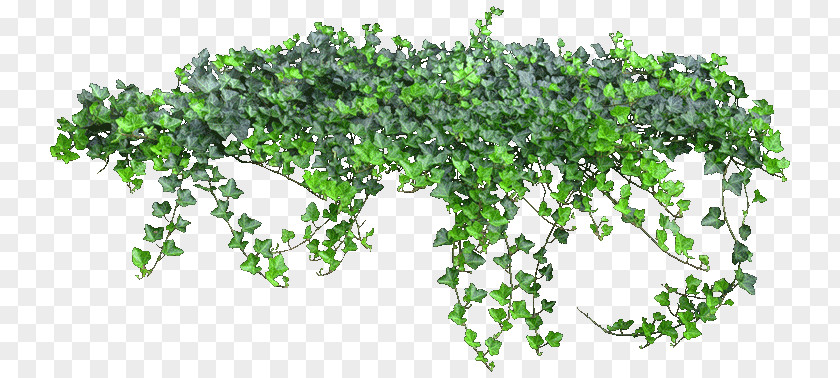 Plants Vine Clip Art PNG