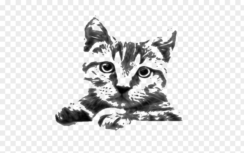 Sketch Siamese Cat Sphynx Kitten Drawing Clip Art PNG