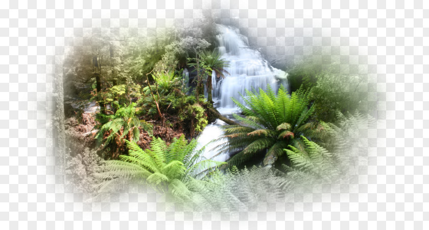 Water Flora Vegetation Triplet Falls Desktop Wallpaper PNG
