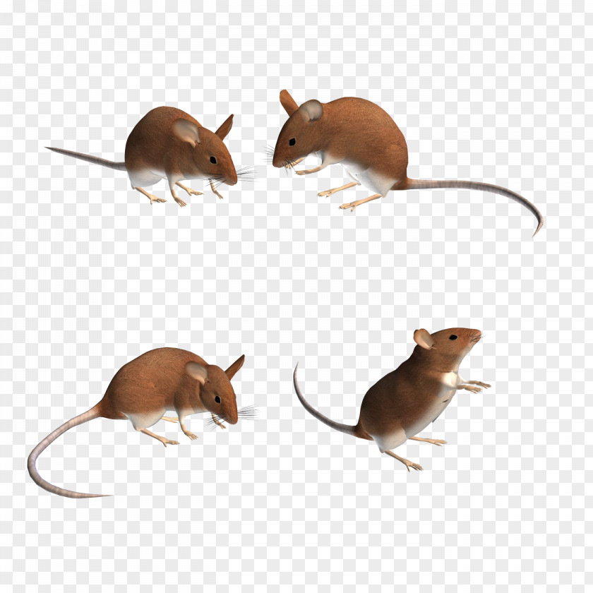 3D Mouse Computer Rat Gerbil PNG