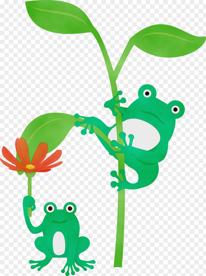 Leaf Plant Stem Frogs Tree Frog Cartoon PNG