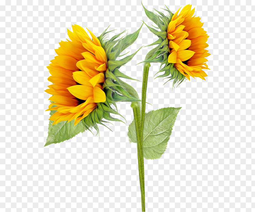 Sun Flower Common Sunflower Sunflowers Clip Art PNG
