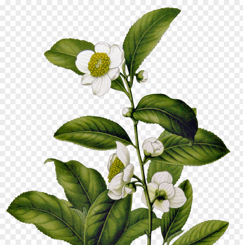 The Tea Ceremony Green Camellia Sinensis Tetley History Of In India PNG
