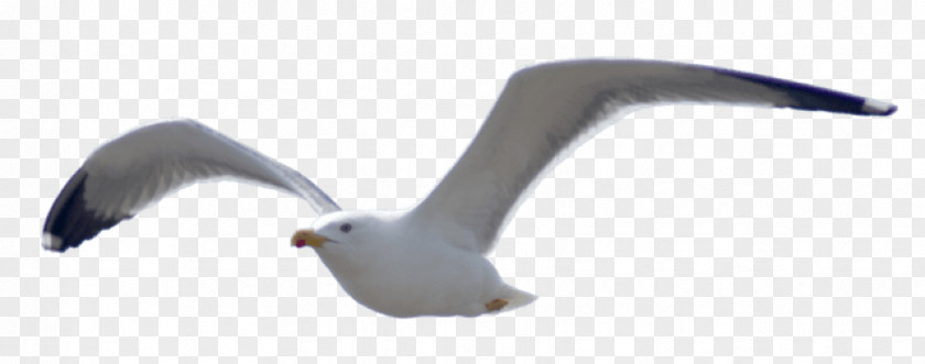 Bird European Herring Gull Gulls Golden Retriever PNG