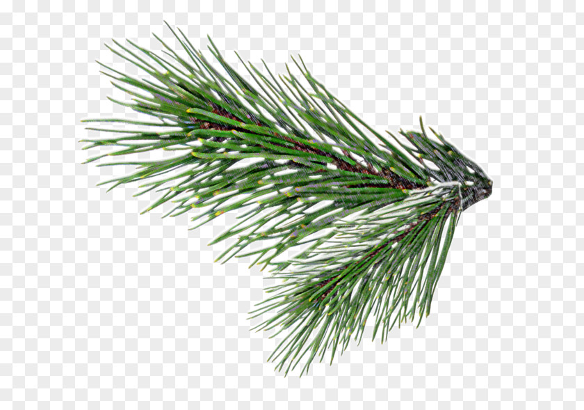 Christmas Fir Pine Tree Clip Art PNG