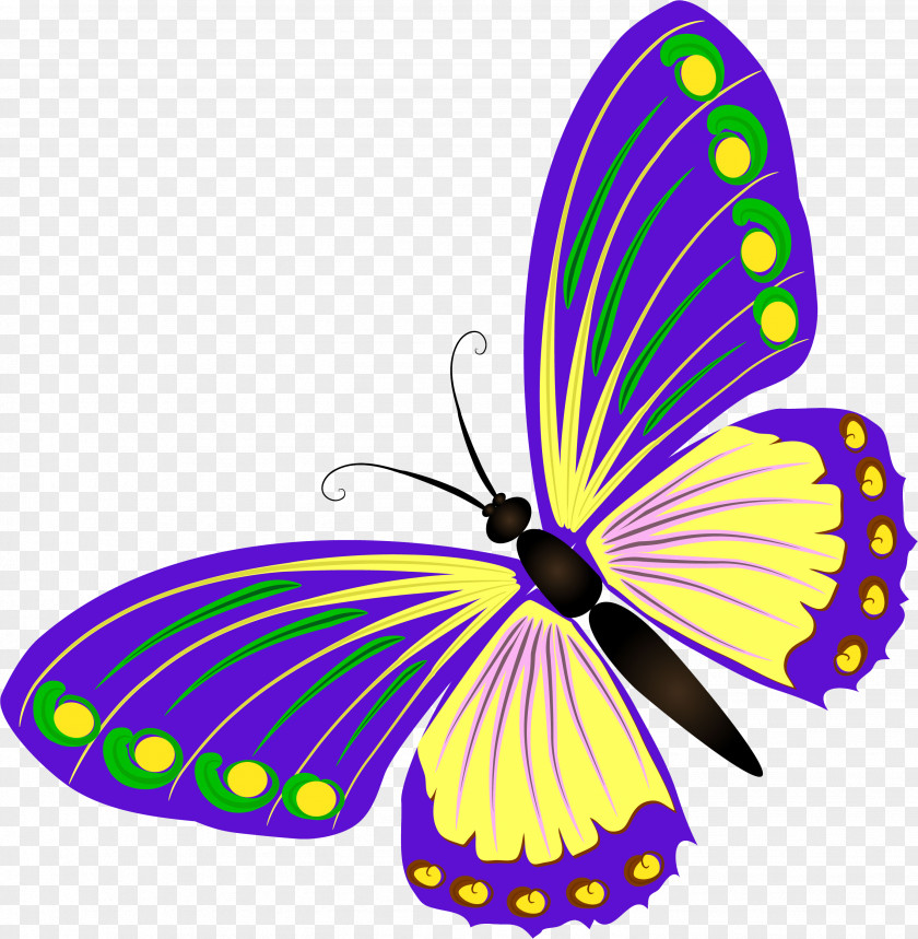 Fly Butterfly Information Clip Art PNG