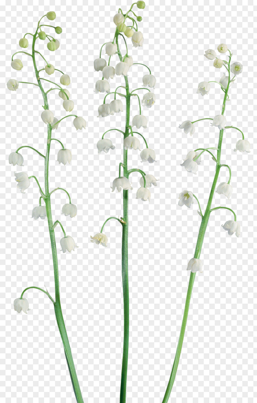 Lily Of The Valley Raster Graphics Clip Art PNG