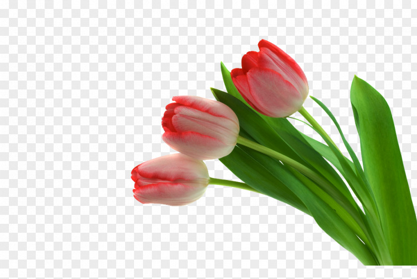Physical Tulips Flowers Tulip Flower Petal PNG