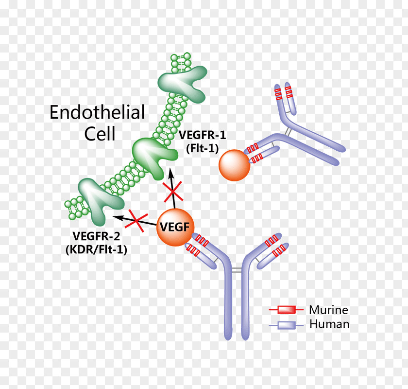 Vegf Receptor Erenumab Calcitonin Gene-related Peptide Galcanezumab Migraine Pharmaceutical Drug PNG