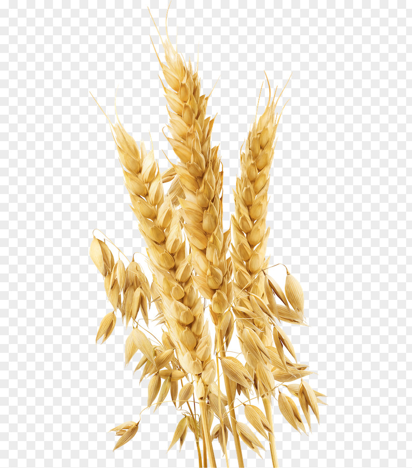 Wheat Royalty-free Stock Photography PNG