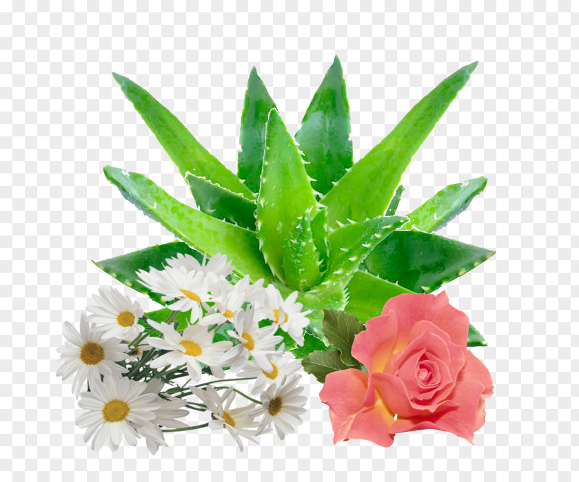 Aloe Vera Replenishment Gel Skin Care Health PNG