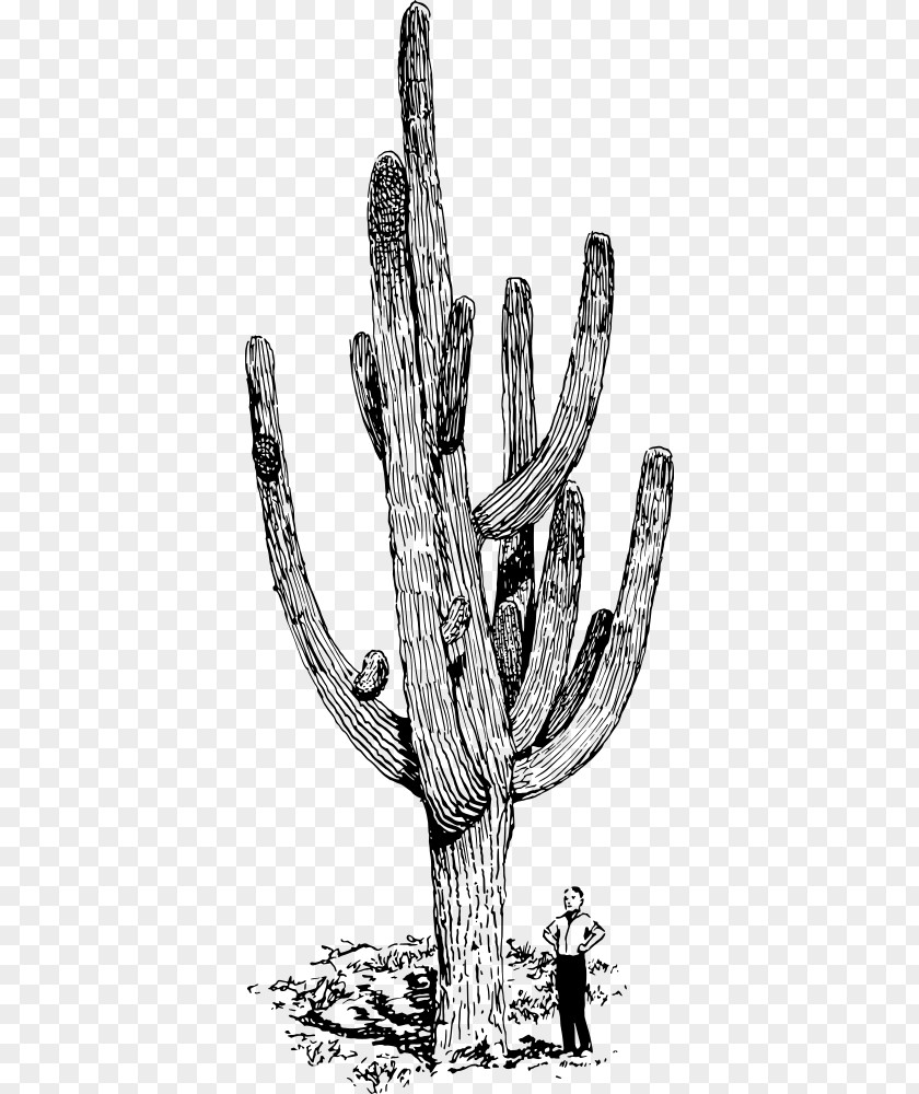 Cacuts Saguaro Cactaceae Drawing Clip Art PNG