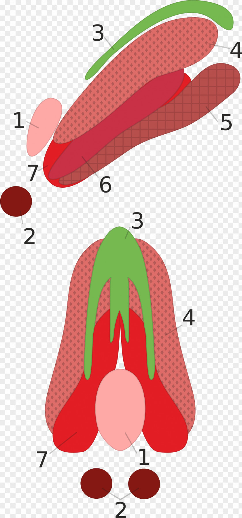 Oculomotor Nerve Nucleus Extraocular Muscles Innervation PNG