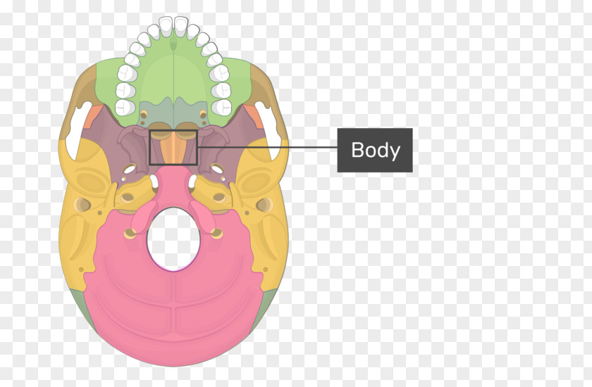 Skull Pterygoid Processes Of The Sphenoid Hamulus Medial Muscle Lateral Bone PNG