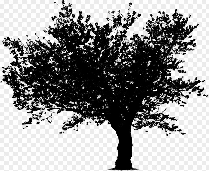 Twig Tree Vector Graphics Image Valley Oak PNG