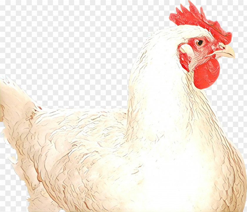 Fowl Livestock Chicken Rooster Bird Comb Beak PNG