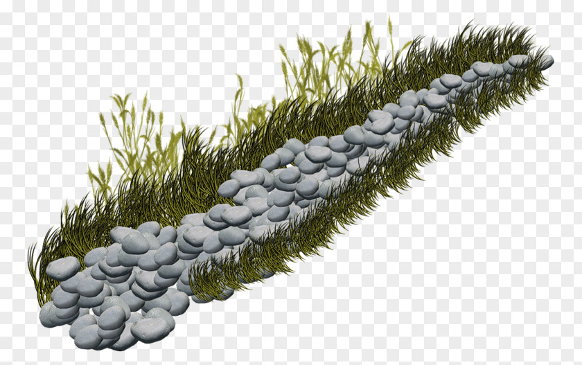 Grasses Pine Family PNG