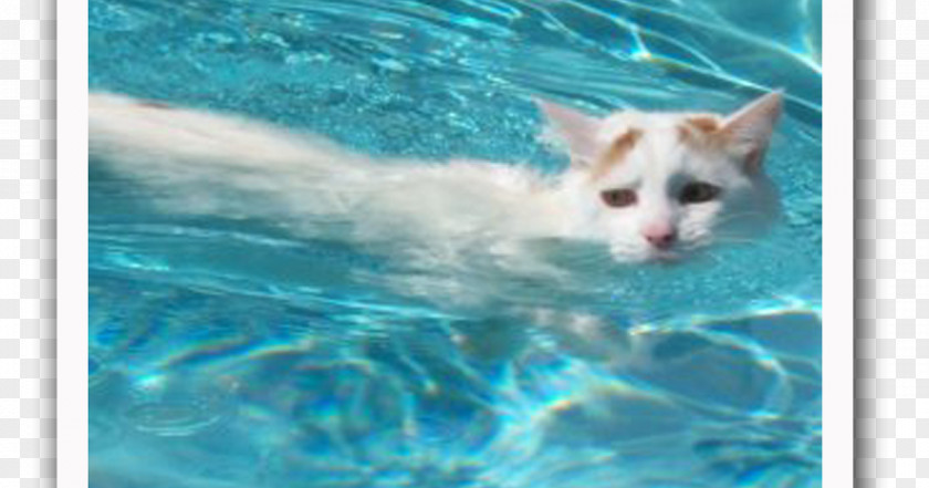 Kitten Turkish Van Cat Angora Maine Coon PNG