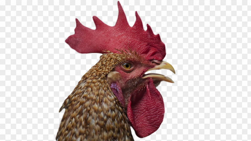 Rooster Chicken Beak PNG