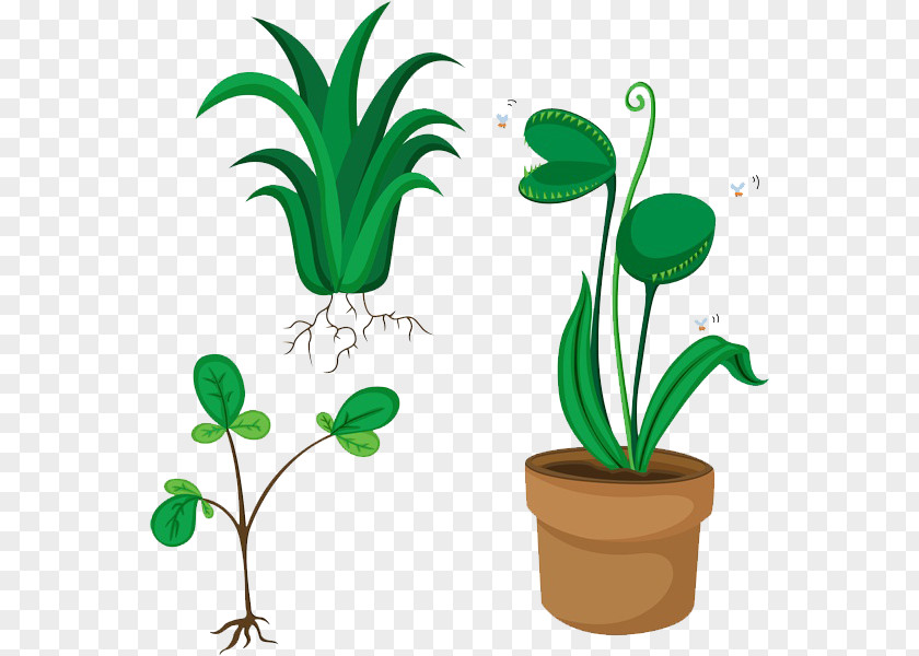Green Plants Royalty-free Venus Flytrap Stock Illustration PNG