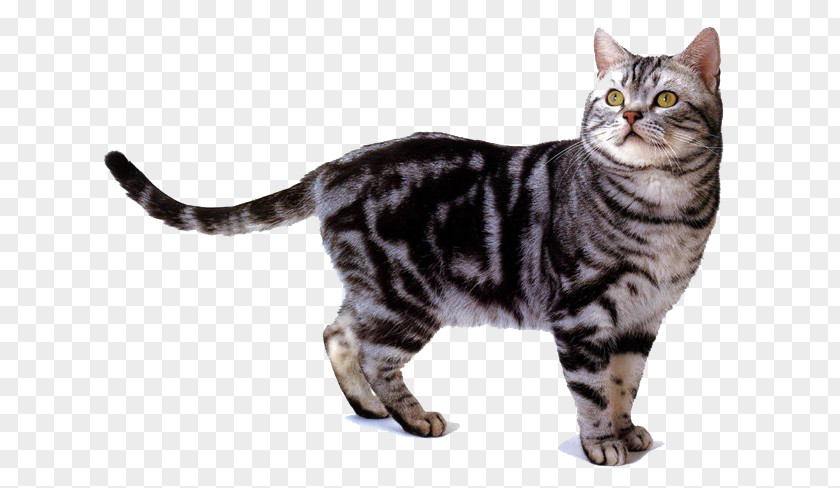 Race American Shorthair British Oriental Cornish Rex Burmese Cat PNG