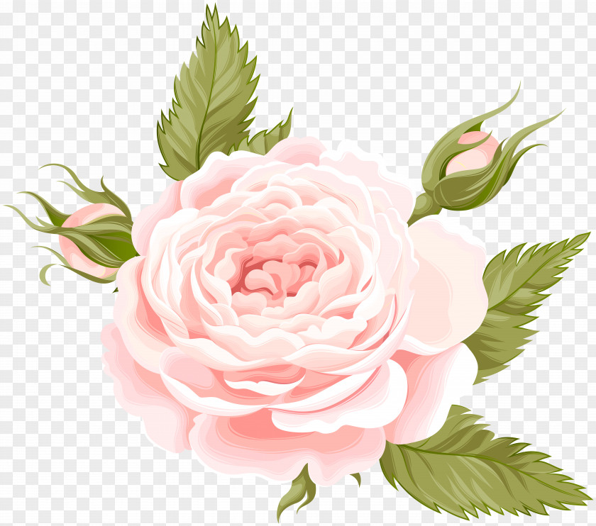 Rose Deco Transparent Image Garden Roses Centifolia Clip Art PNG