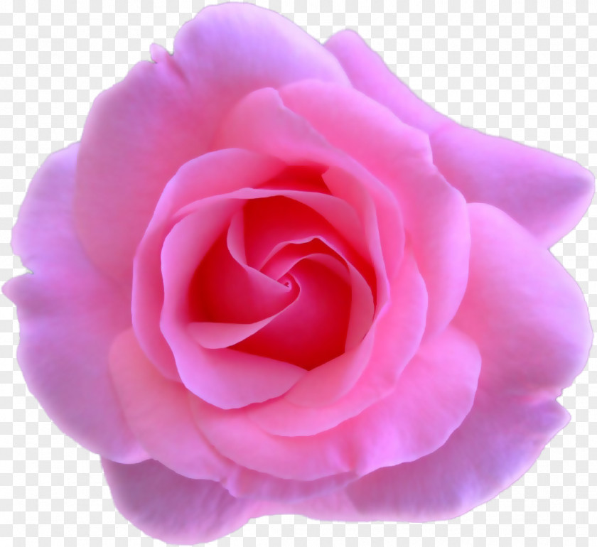 Rose Garden Roses Centifolia Flower Floribunda Petal PNG