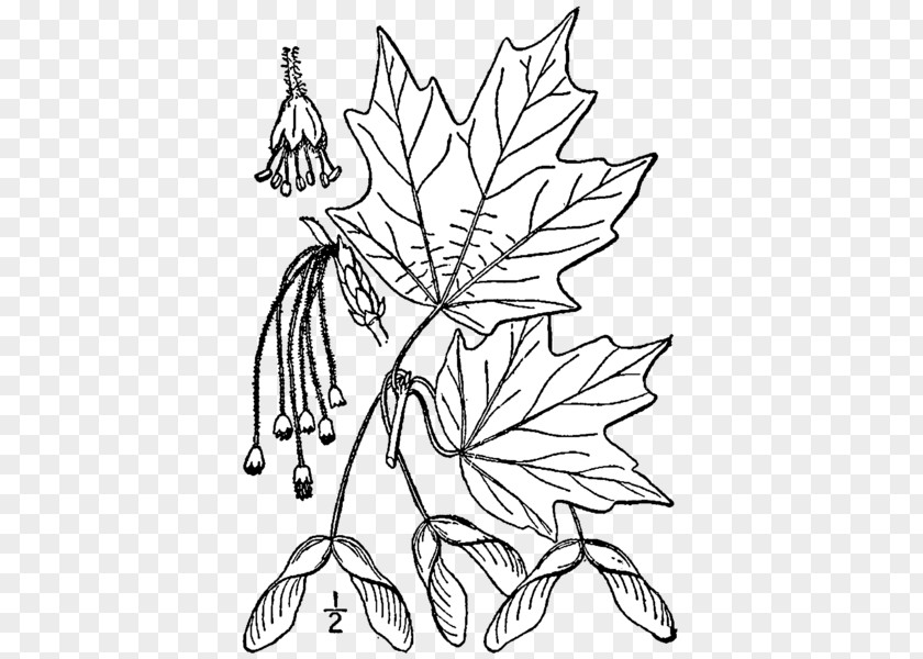 Tree Sugar Maple Leaf Coloring Book Silver PNG