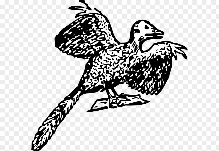 Bird Archaeopteryx Fossil Dinosaur Clip Art PNG