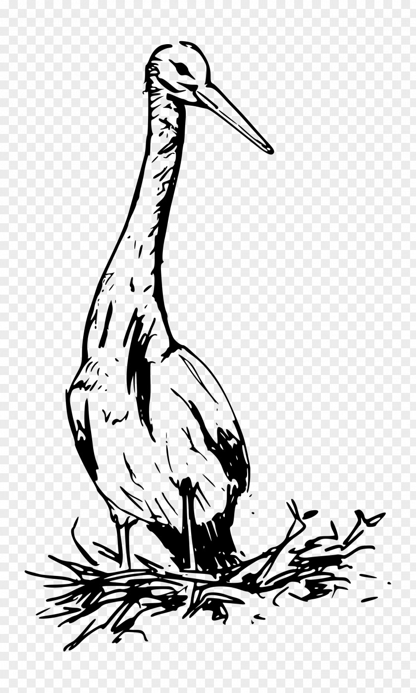 Bird White Stork Clip Art PNG