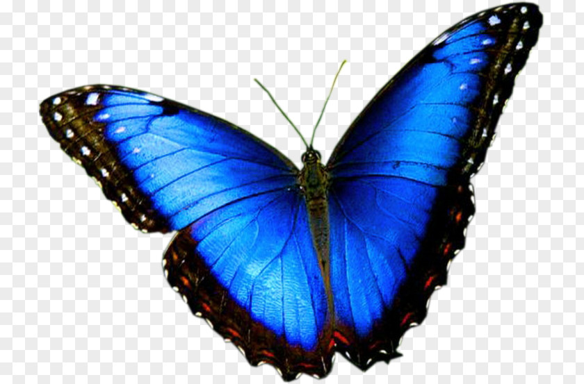 Butterfly CONSEJO SHORES LTD. Business Blue Color PNG