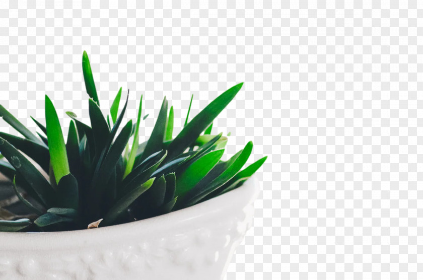 Cactus PNG