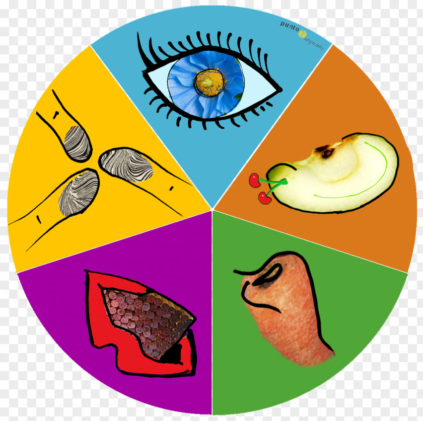 Ear The Five Senses Function World PNG