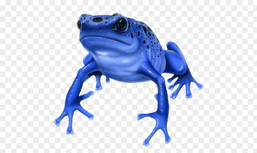 Frog Poison Dart Blue Amphibians Frogs PNG