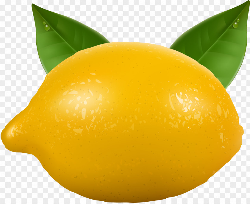 Hand Painted Yellow Lemon Meyer Orange PNG