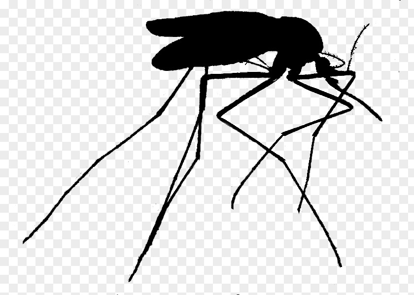 M Insect Illustration Clip Art Mosquito Black & White PNG