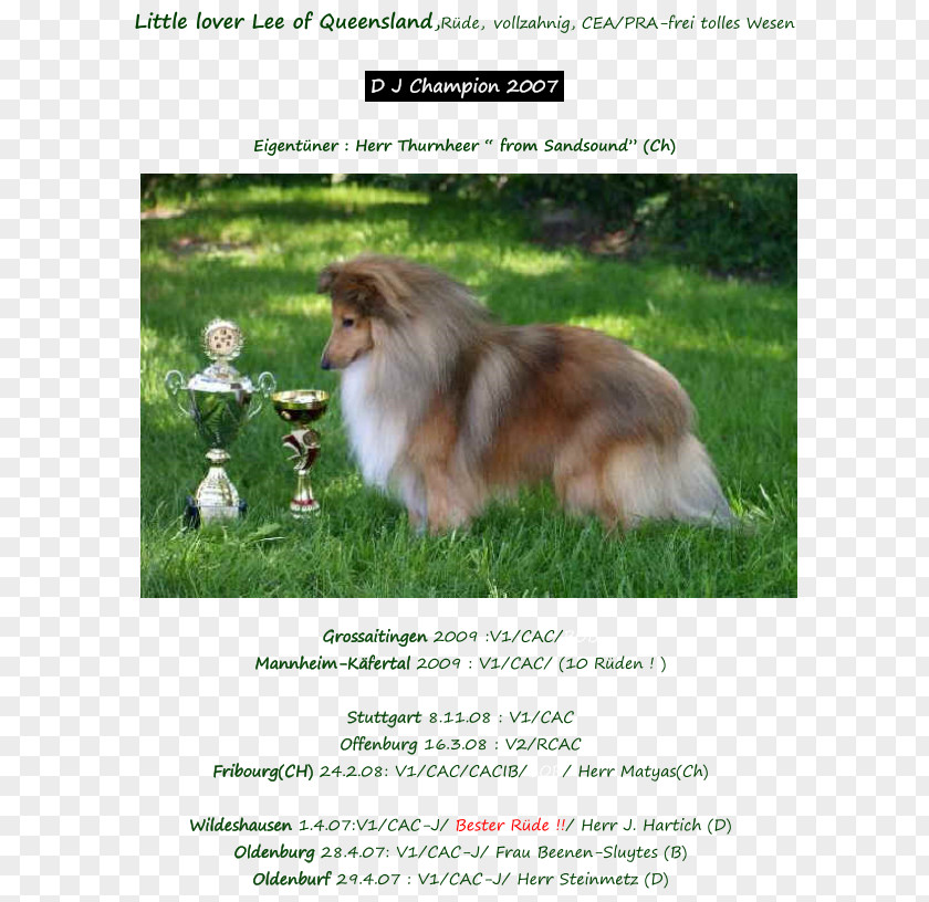 Sheltie Rough Collie Shetland Sheepdog Pomeranian Dog Breed Old English PNG