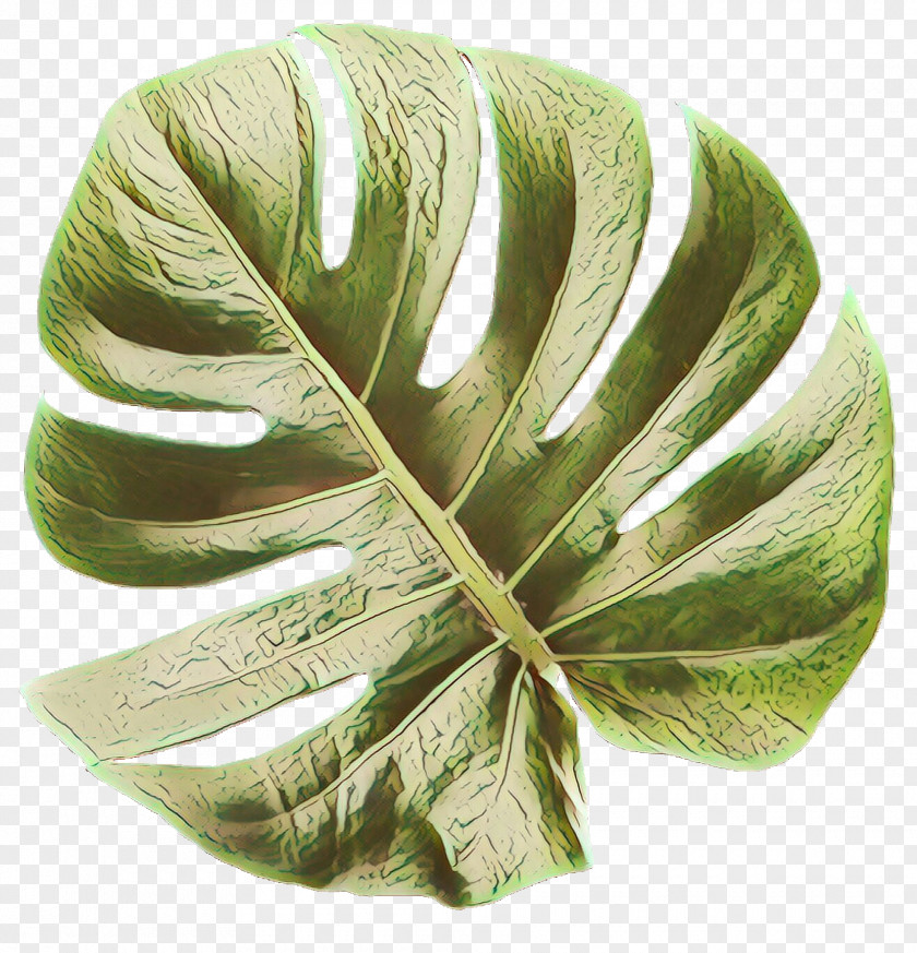 Alismatales Arum Family Green Leaf Background PNG