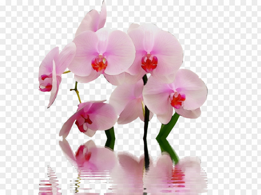 Christmas Orchid Flower Flowering Plant Moth Pink PNG